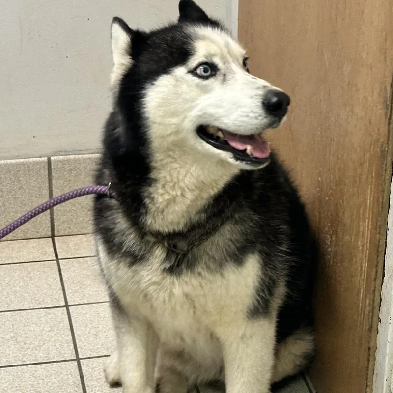 An adult large-sized male Black Mixed Breed dog named Russia's Ilya Rozanov for adoption in Charleston, WV