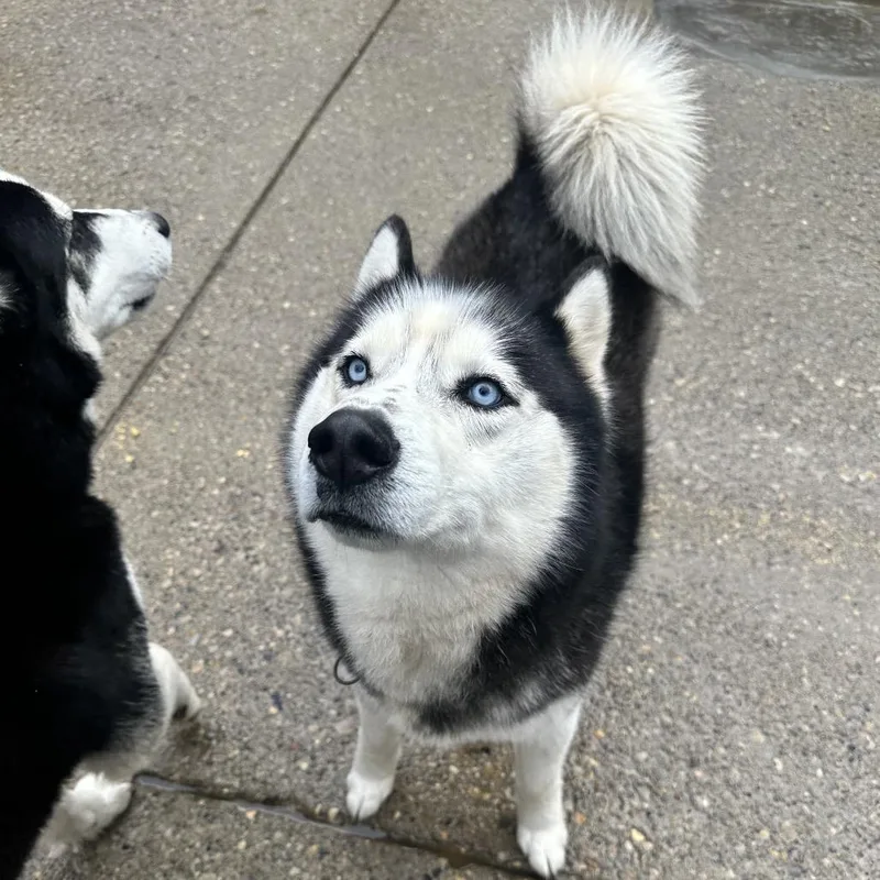 Russia's Ilya Rozanov thumbnail 2