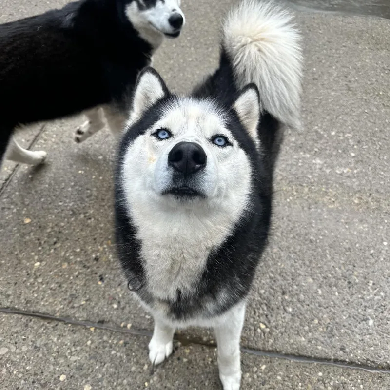 Russia's Ilya Rozanov thumbnail 4