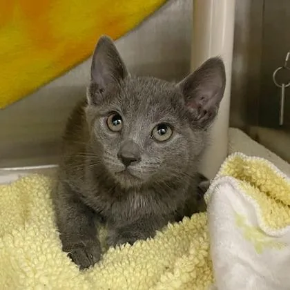 A baby small-sized male Domestic Short Hair cat named Tim for adoption in Wheaton, IL