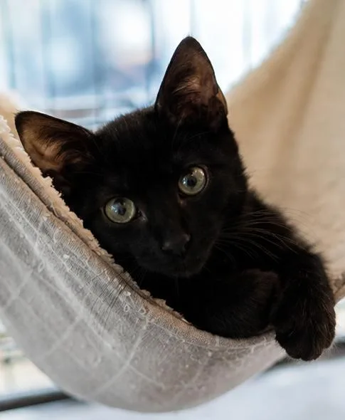 A baby medium-sized male Black Domestic Short Hair cat named Campbell for adoption in Fort Worth, TX