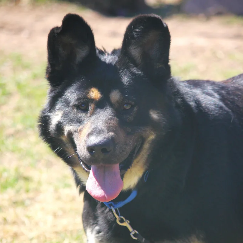 A young large-sized male Black German Shepherd Dog dog named Bruno for adoption in Hayward, WI