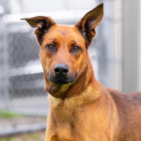 A young large-sized male Doberman Pinscher dog named Rumi for adoption in Camarillo, CA