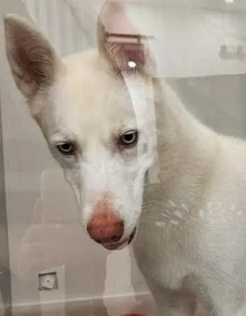 Lua