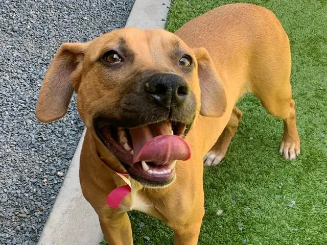 A young extra large-sized female Yellow / Tan / Blond / Fawn Mastiff dog named SAVE ME PLEASE Macy for adoption in San Marcos, CA