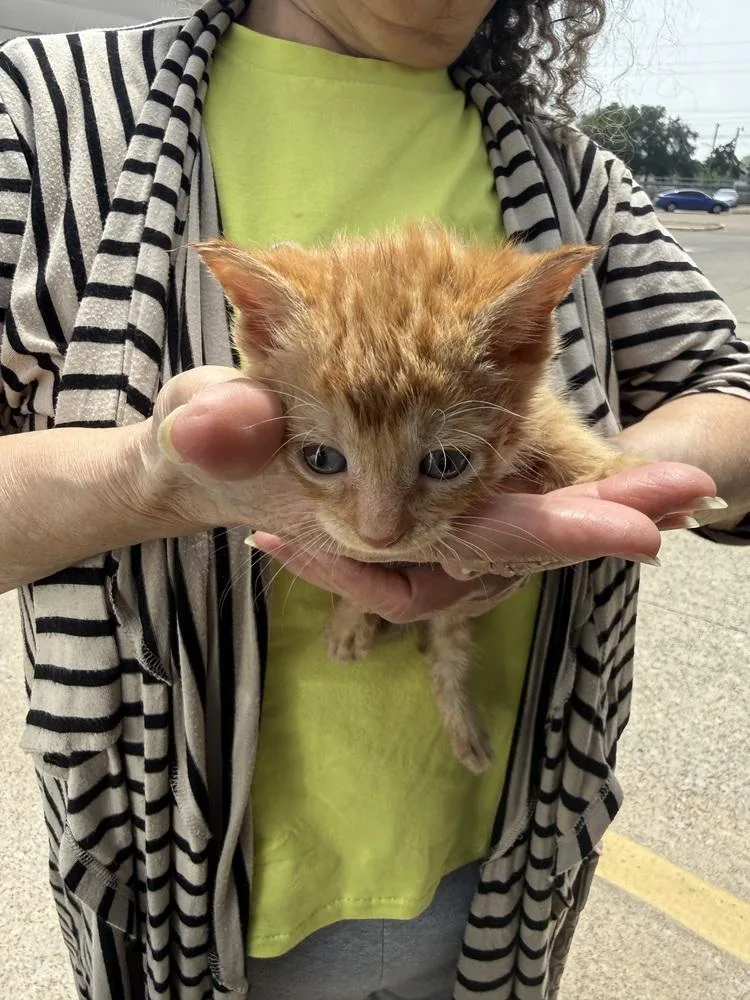 A baby small-sized female Tabby cat named PIckleball for adoption in Dallas, TX