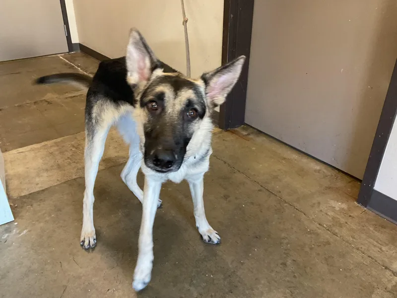 A young large-sized male German Shepherd Dog dog named Max for adoption in Ontario, CA