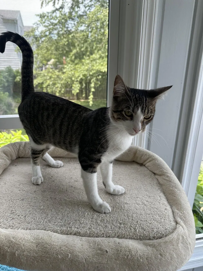 A young medium-sized male Domestic Short Hair cat named Milo for adoption in Virginia Beach, VA