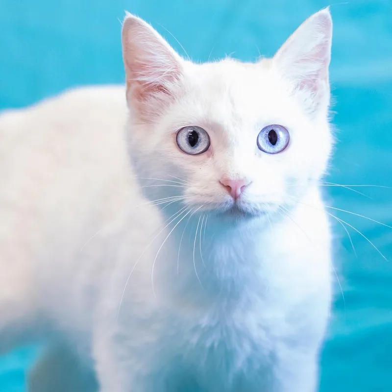 A young medium-sized female White Domestic Short Hair cat named Minerva for adoption in Cartersville, GA