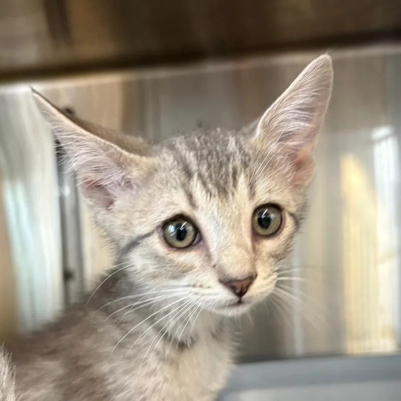 A baby small-sized female Gray / Blue / Silver Domestic Short Hair cat named Randy for adoption in Manhattan, KS