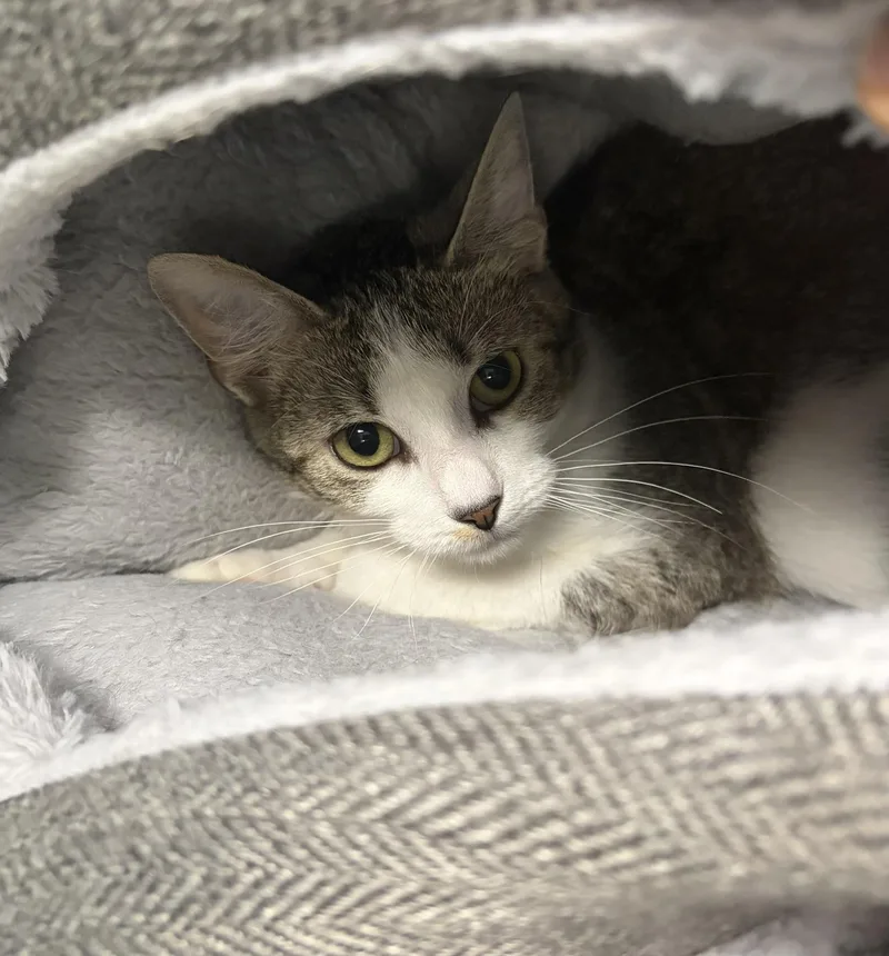 A young medium-sized female Tabby (Brown / Chocolate) Domestic Short Hair cat named Anita for adoption in Seneca, PA