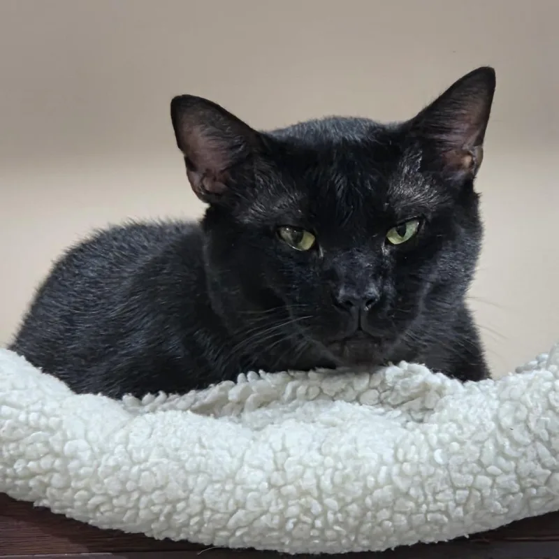 A young small-sized male Black Domestic Short Hair cat named LP Adam for adoption in Abingdon, MD