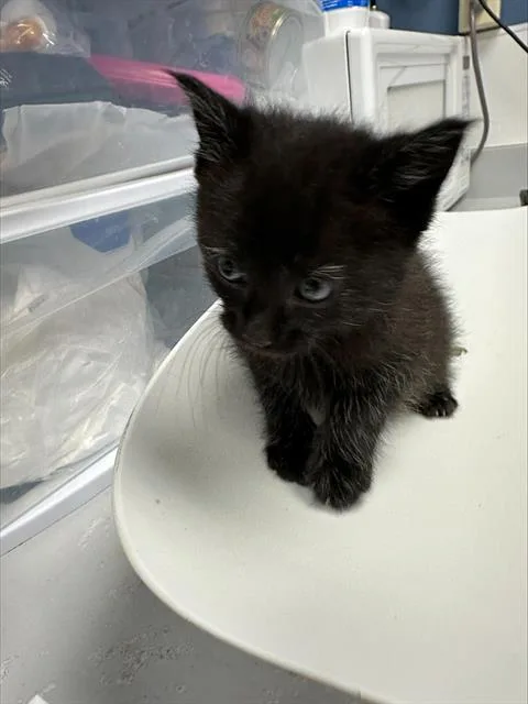 A baby small-sized female Domestic Short Hair cat named Sprinkle for adoption in Santa Cruz, CA