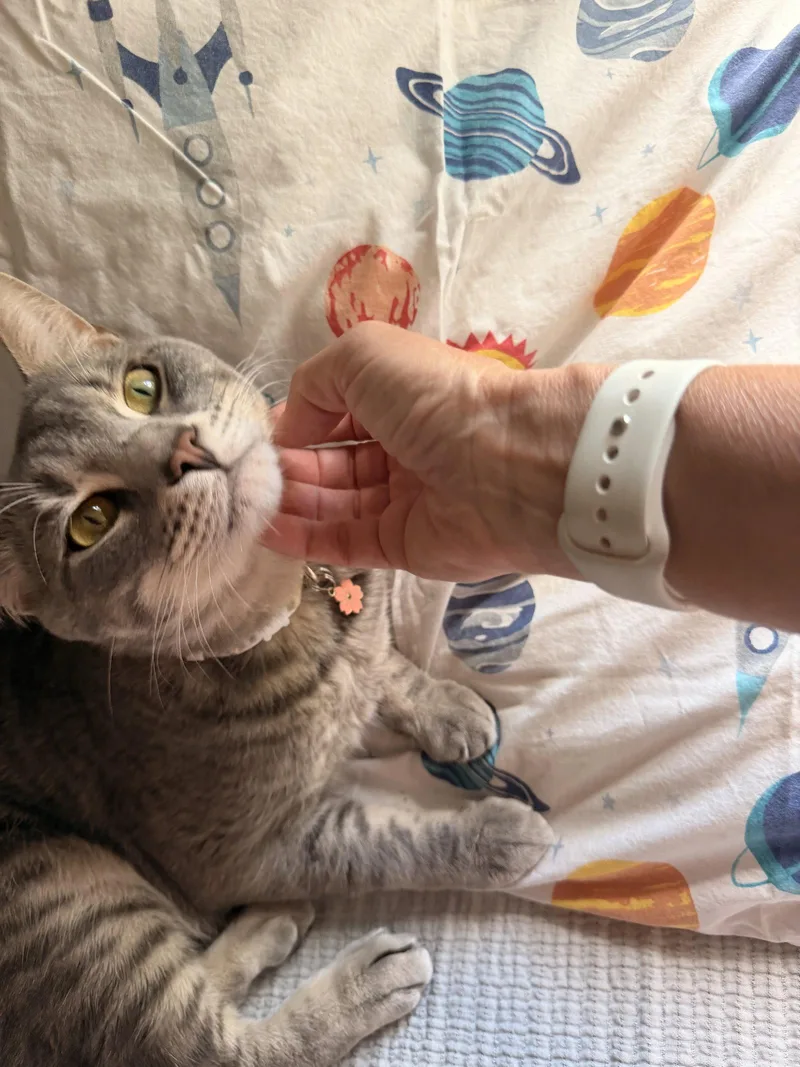 An adult small-sized male Domestic Short Hair cat named Loki for adoption in Naples, FL