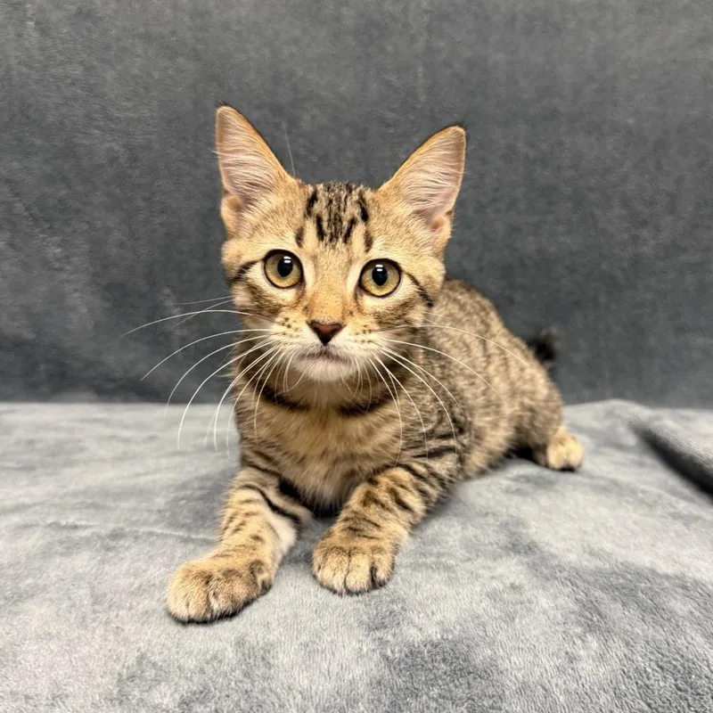 A baby medium-sized male Domestic Short Hair cat named Lott for adoption in Brenham, TX