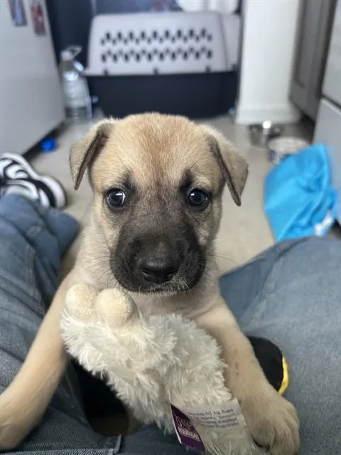 A baby large-sized female German Shepherd Dog dog named Taupy for adoption in Camarillo, CA