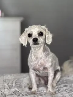 An adult small-sized female White / Cream Maltese dog named Vanilla for adoption in Yakima, WA