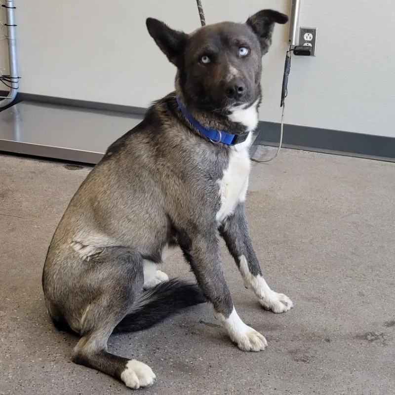 An adult medium-sized male Gray / Blue / Silver Mixed Breed dog named Smokey for adoption in Las Cruces, NM