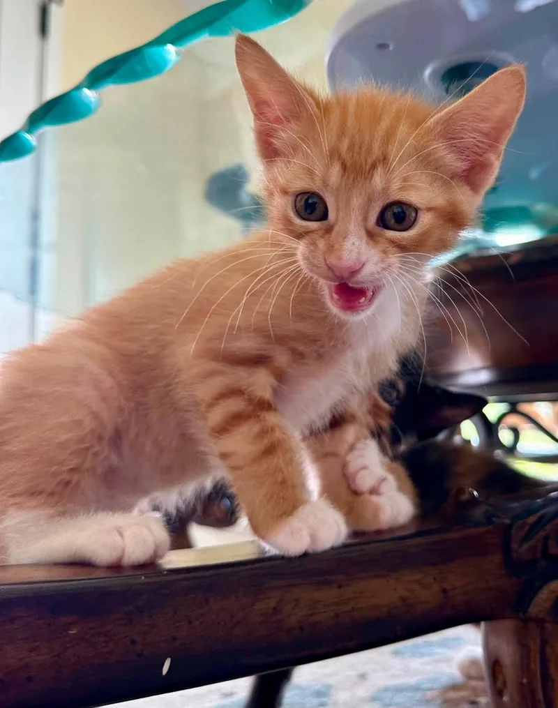 A baby medium-sized female Orange / Red Domestic Short Hair cat named Butterscotch for adoption in Houston, TX