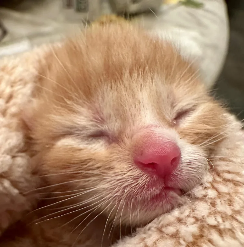 Butterscotch thumbnail 2