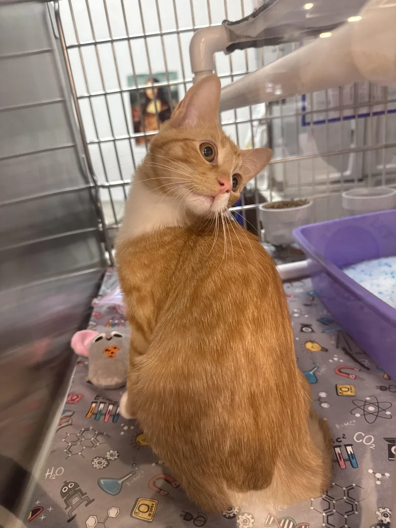 Butterscotch thumbnail 3