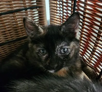 A baby small-sized female Domestic Short Hair cat named Flower for adoption in West Chester, PA