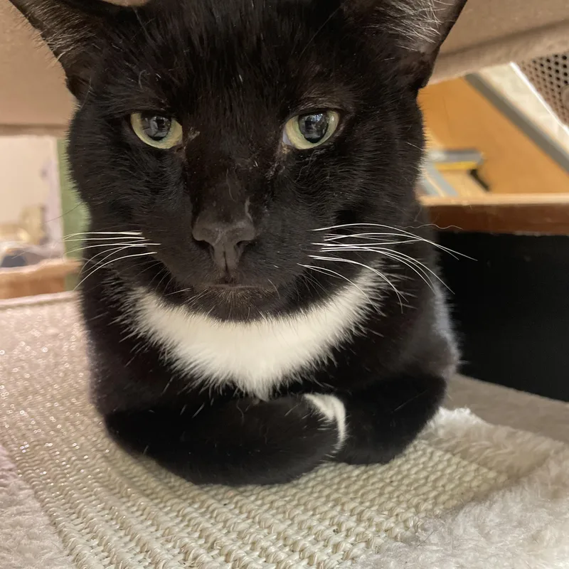 An adult medium-sized male Black & White / Tuxedo Domestic Short Hair cat named Trini for adoption in South Ozone Park, NY