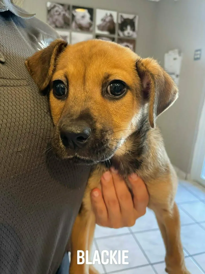 A baby medium-sized male Golden Labrador Retriever dog named Blackie for adoption in Huntington, NY