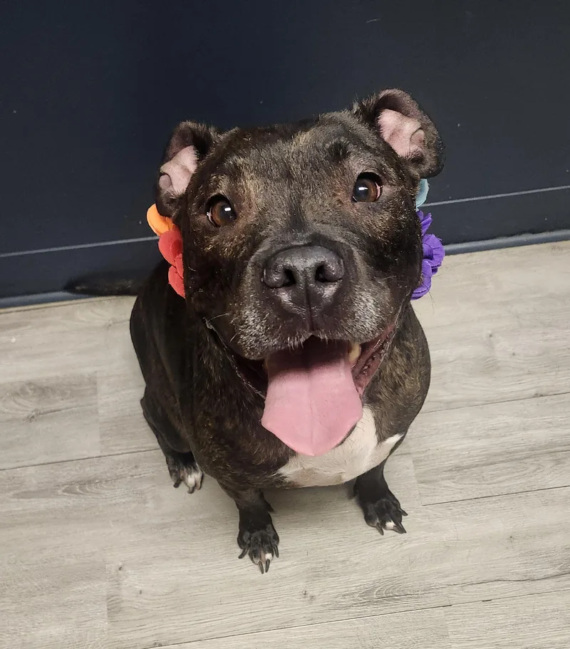 An adult medium-sized female Black American Staffordshire Terrier dog named Barbacoa for adoption in Mansfield, OH