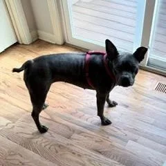 An adult small-sized female White / Cream Boston Terrier dog named Munch in MO for adoption in Elkhorn, NE