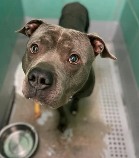 An adult large-sized male Staffordshire Bull Terrier dog named Malcom for adoption in Houston, TX