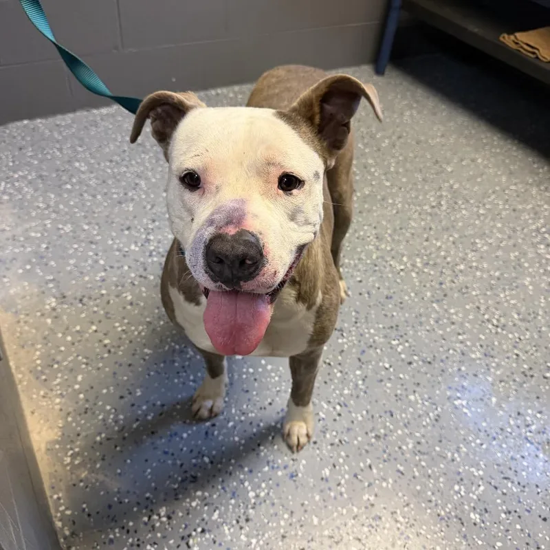 Tuscstray_ thumbnail 2