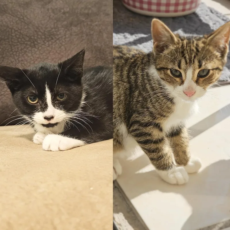 A baby small-sized female Tuxedo cat named Panda and Chloe for adoption in Miami, FL