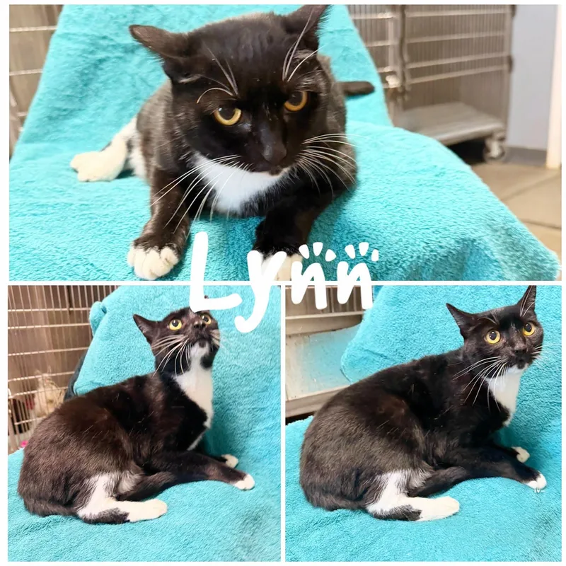 An adult medium-sized female Black & White / Tuxedo Domestic Short Hair cat named Lynn for adoption in Saint James, MO