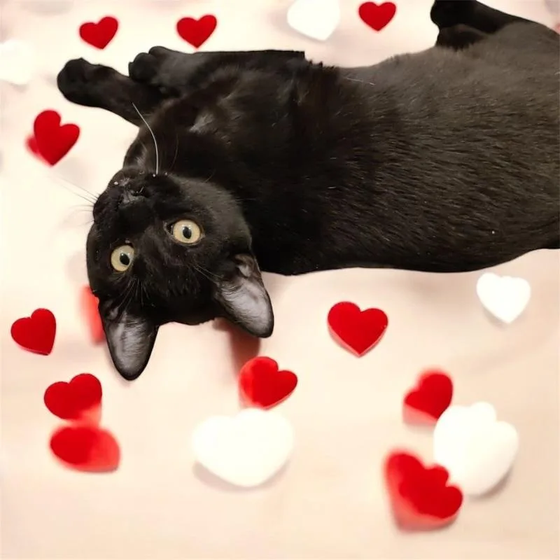 An adult medium-sized male Black & White / Tuxedo Domestic Short Hair cat named Booker for adoption in Dallas, TX