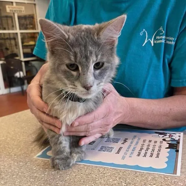 An adult small-sized female Domestic Short Hair cat named Birdie for adoption in Salisbury, MD