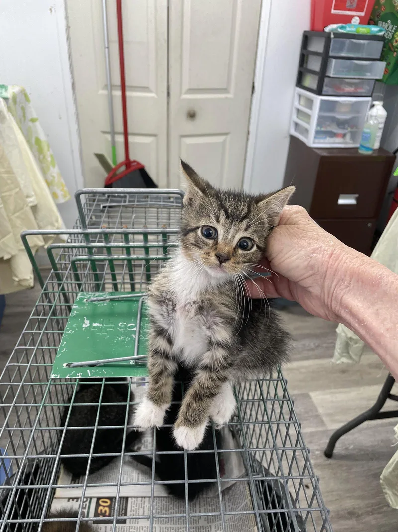 Pawliver thumbnail 3