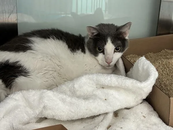 A senior medium-sized male Domestic Short Hair cat named Lily for adoption in Ridgewood, NY