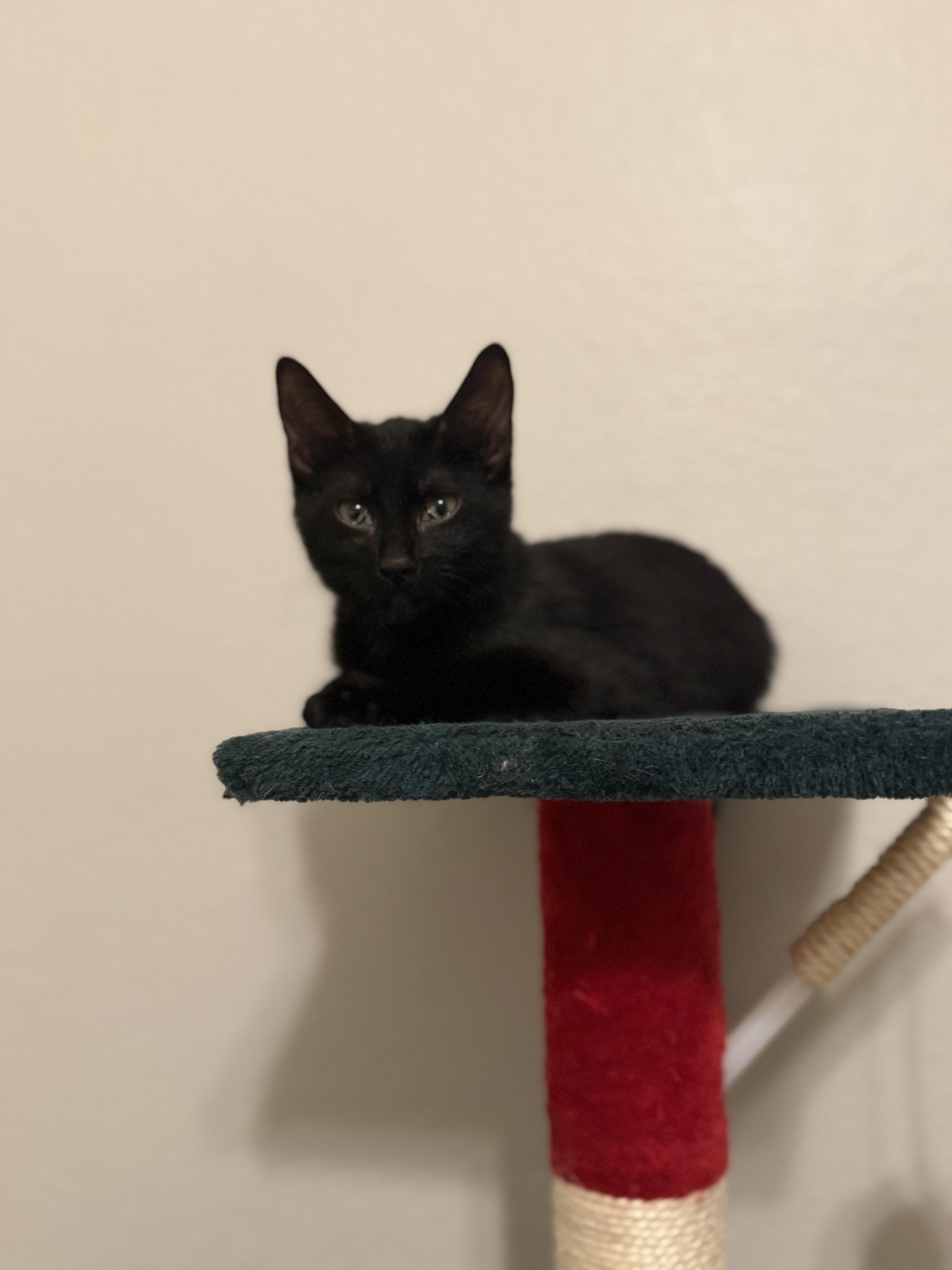 A baby medium-sized male Black Domestic Short Hair cat named Beansprout for adoption in Intercession city , FL