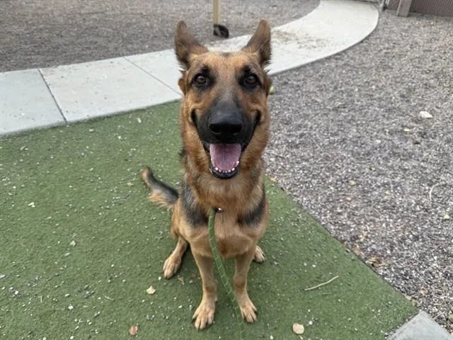 A young large-sized male German Shepherd Dog dog named Rockie for adoption in Phoenix, AZ