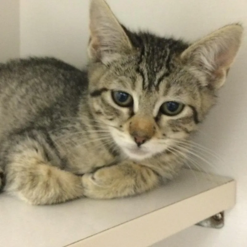 A baby small-sized female Brown / Chocolate Domestic Short Hair cat named Cami for adoption in Redwood City, CA