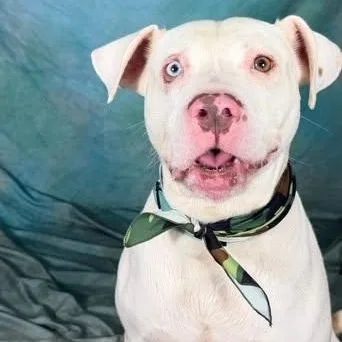 An adult medium-sized male American Bulldog dog named Caliber for adoption in Defuniak Springs, FL