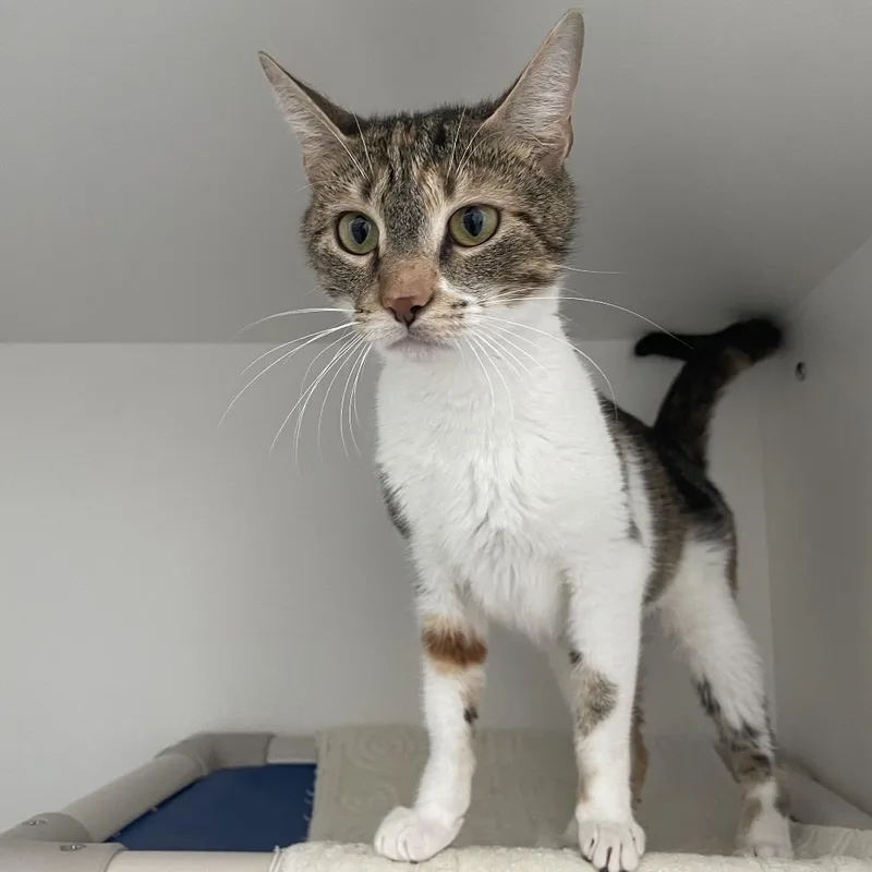 An adult medium-sized female Calico Domestic Short Hair cat named Geovanna for adoption in Warwick, RI