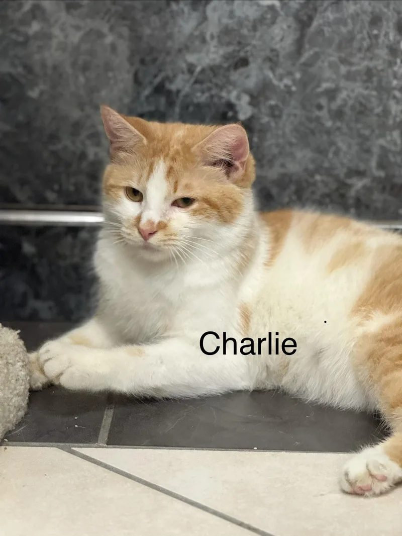 A baby medium-sized male Orange & White Domestic Short Hair cat named Charlie for adoption in Plymouth, MA