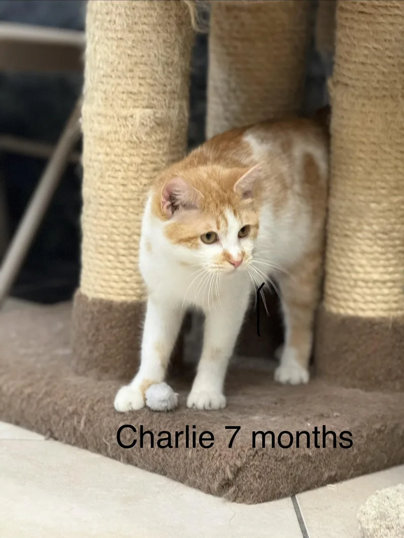 Charlie thumbnail 3