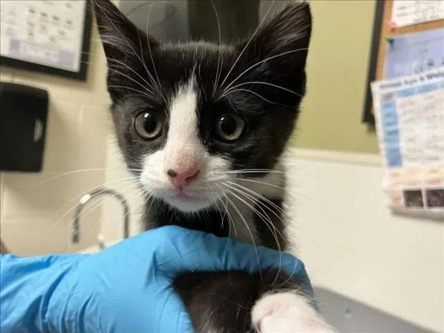 A baby small-sized male Domestic Short Hair cat named Miller for adoption in Chapel Hill, NC
