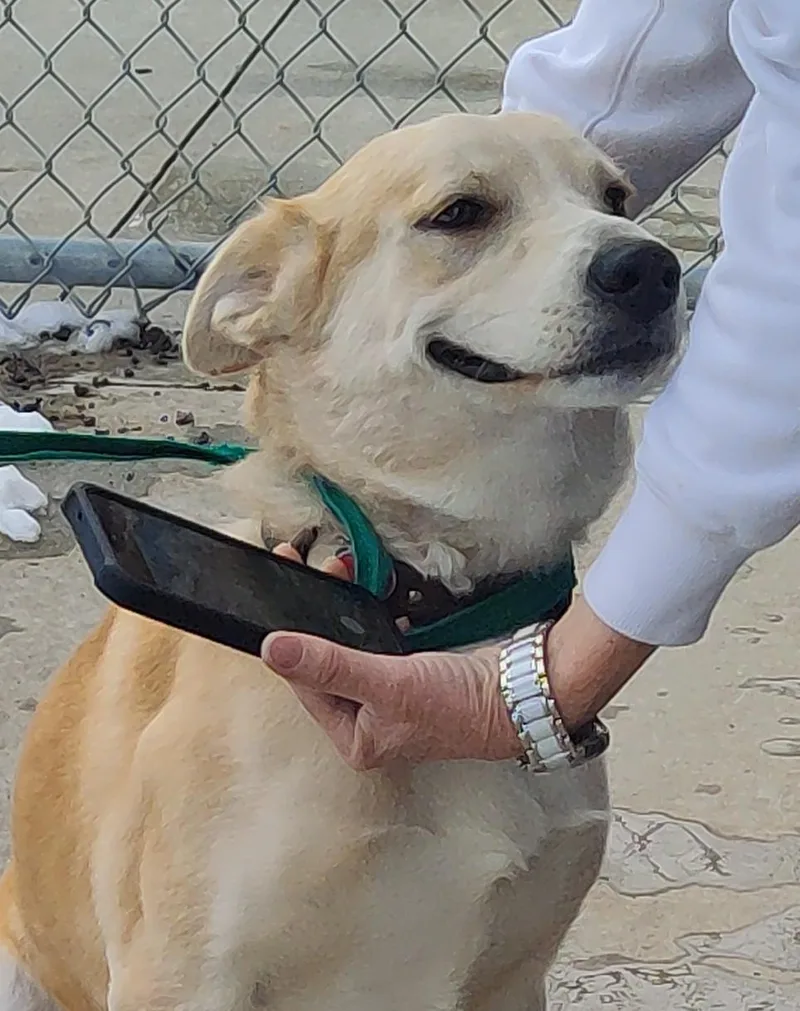 An adult medium-sized male Yellow / Tan / Blond / Fawn Yellow Labrador Retriever dog named "Whiskey" for adoption in Leavenworth, KS
