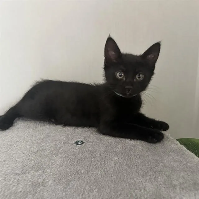 A baby small-sized female Domestic Short Hair cat named Pepper for adoption in Auburn, CA