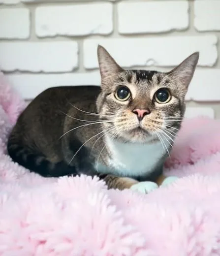 An adult medium-sized female Domestic Short Hair cat named Zoey for adoption in Downey, CA