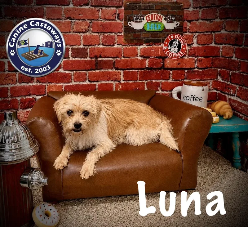 A young small-sized female Yellow / Tan / Blond / Fawn Norfolk Terrier dog named Luna for adoption in Arcadia, FL